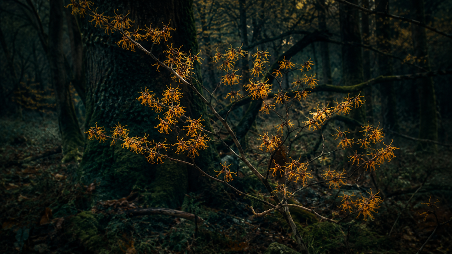 Amber witch hazel blossoms in a dark forest-green woodland, symbolizing resilience, protection and clarity